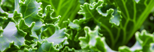 Locally Grown Whenever Possible