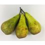 Conference Pears (4)